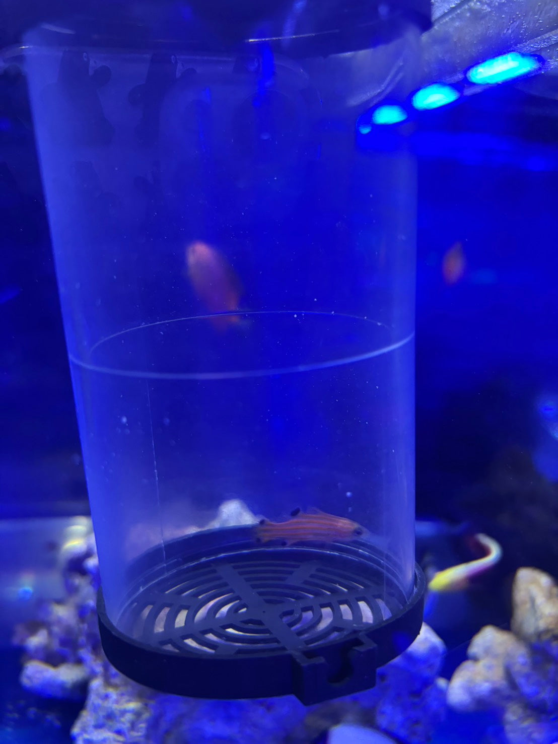 オレンジストライプバスレット