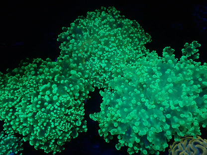 タコアシサンゴ大