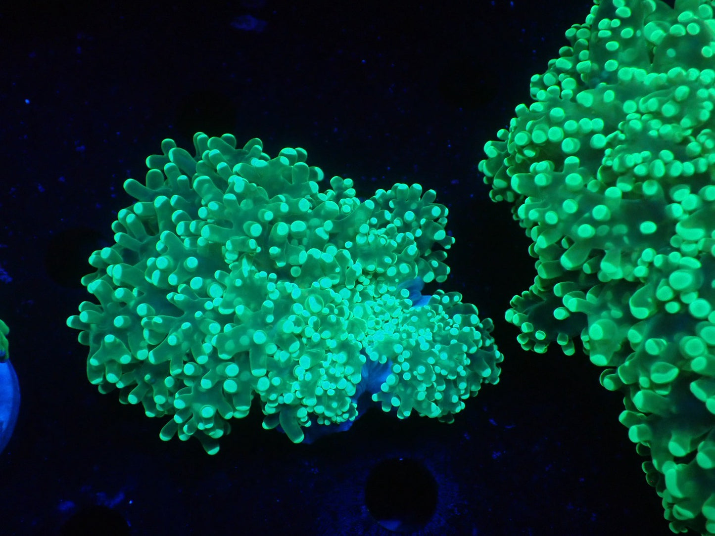 タコアシサンゴ小