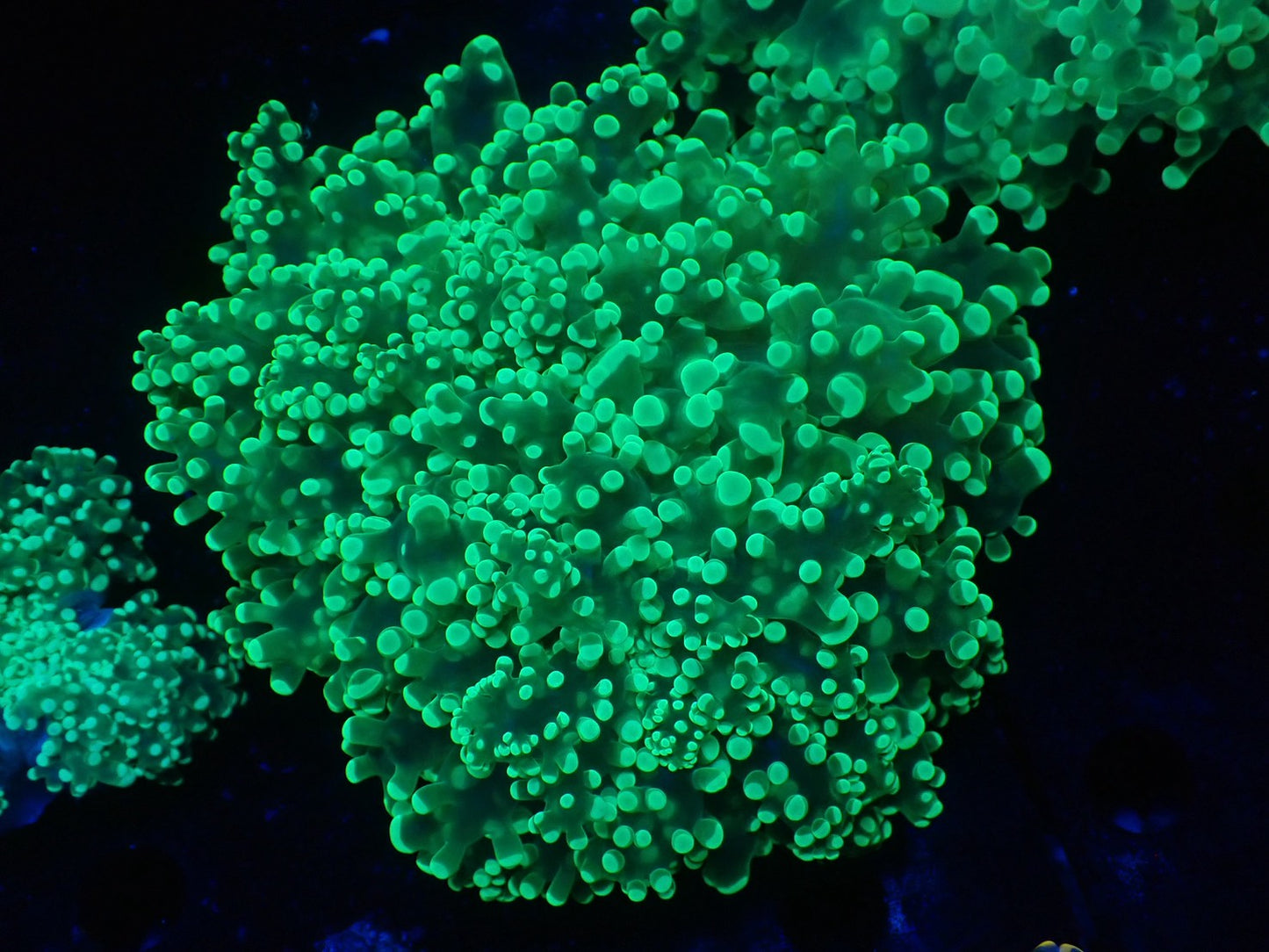 タコアシサンゴ大