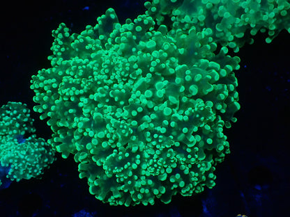 タコアシサンゴ大