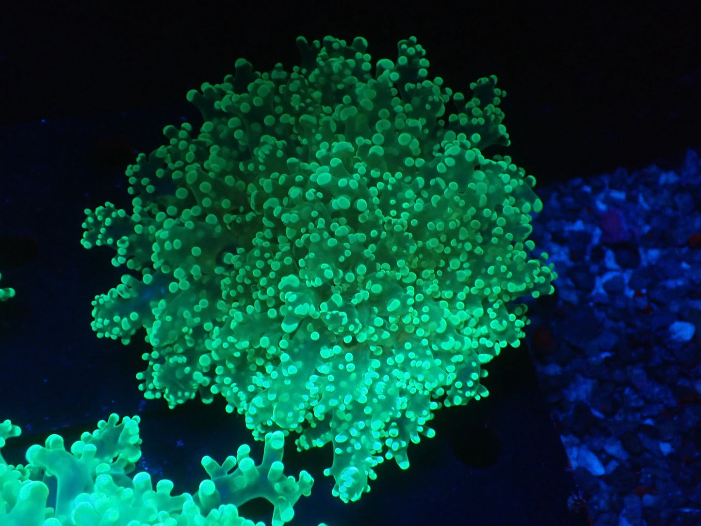 タコアシサンゴ大