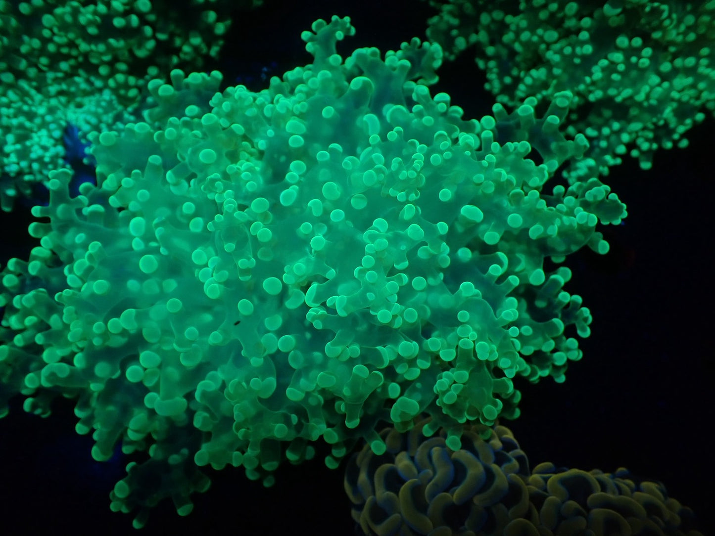 タコアシサンゴ大