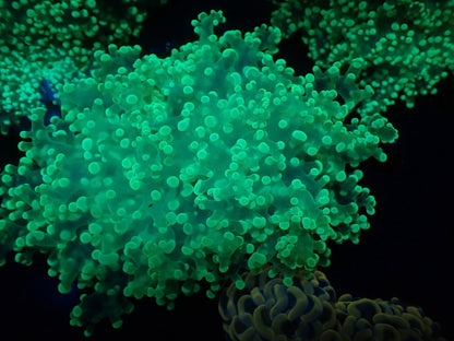 タコアシサンゴ大