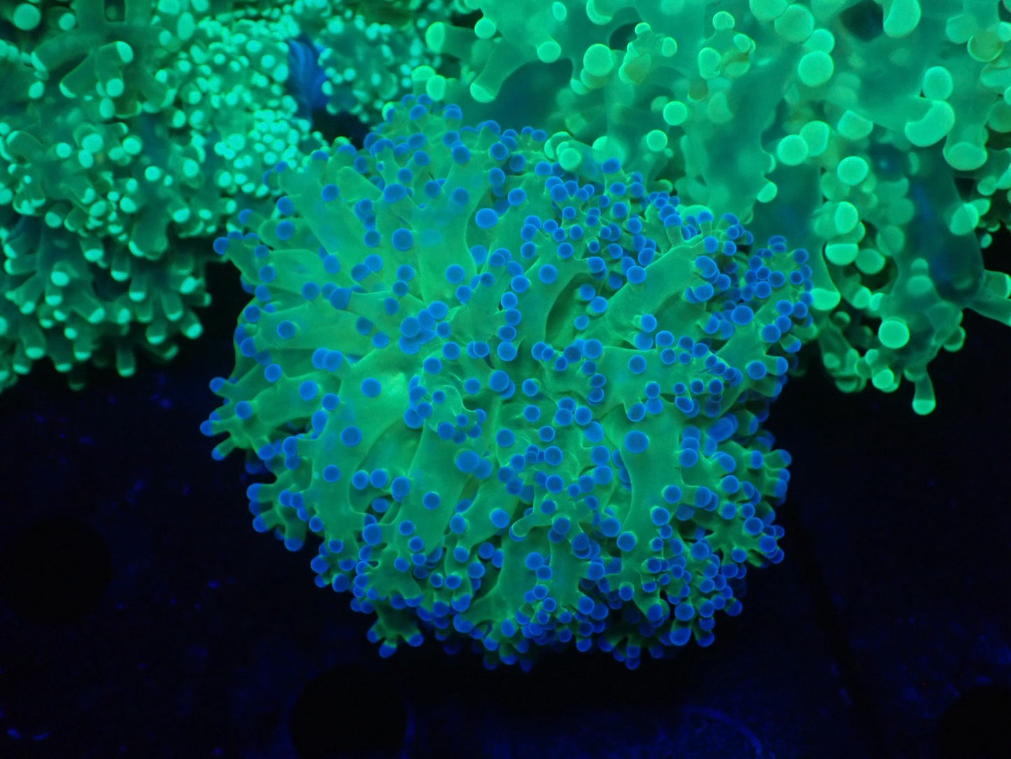 タコアシサンゴ小