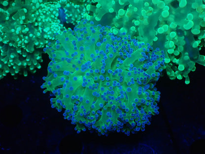 タコアシサンゴ小