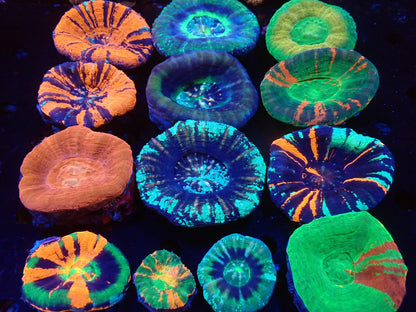 スコリミア（UFO)03