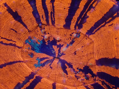 スコリミア（War Paint）02