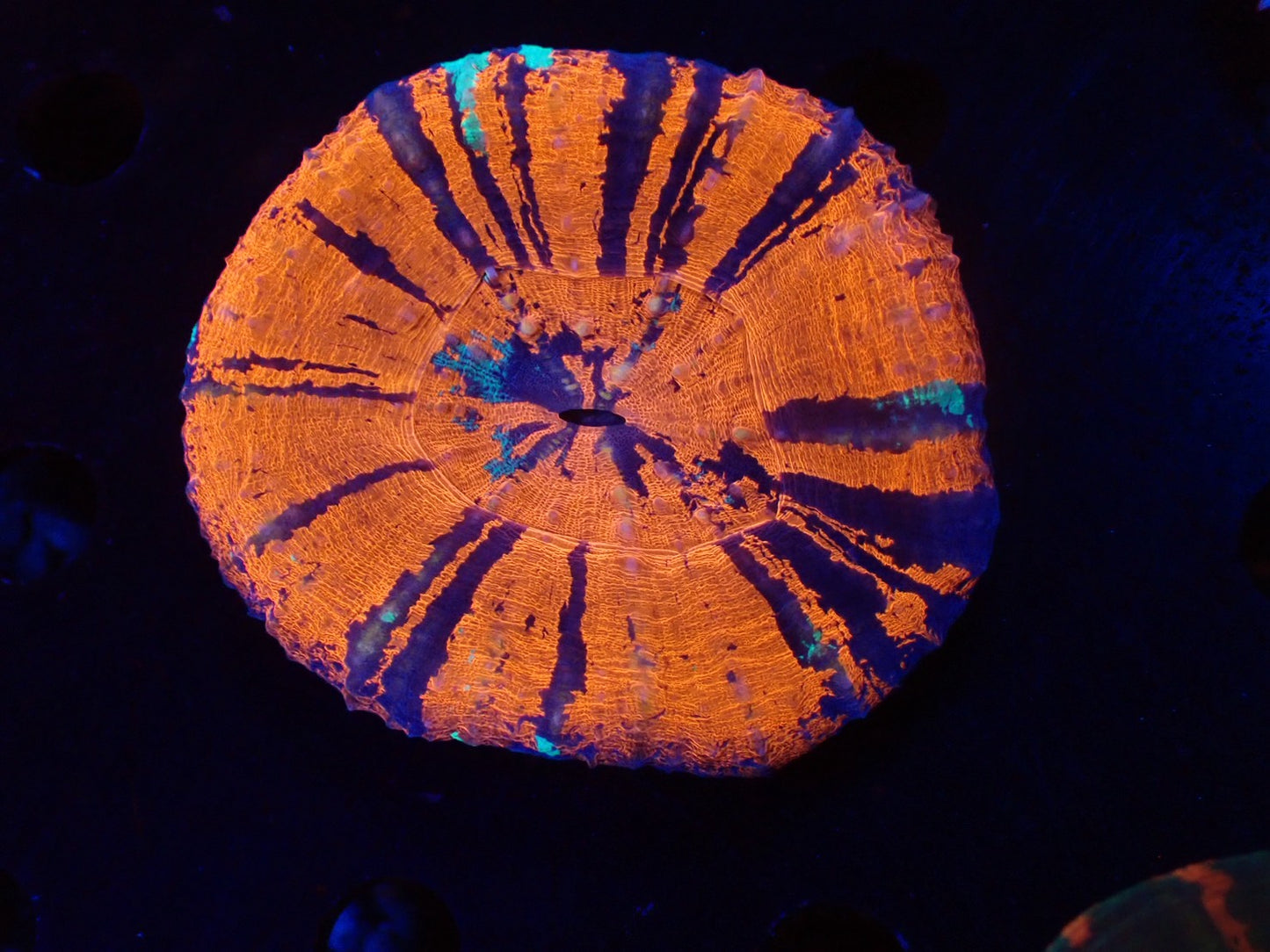 スコリミア（War Paint）02