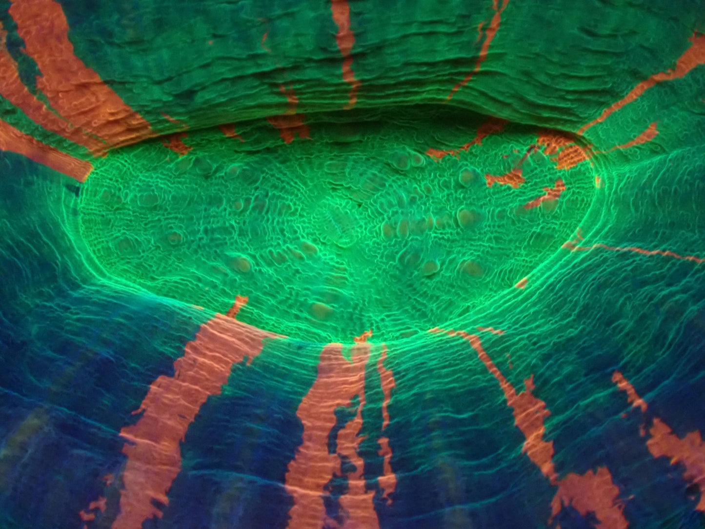 スコリミア（Unique）