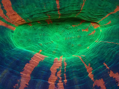 スコリミア（Unique）