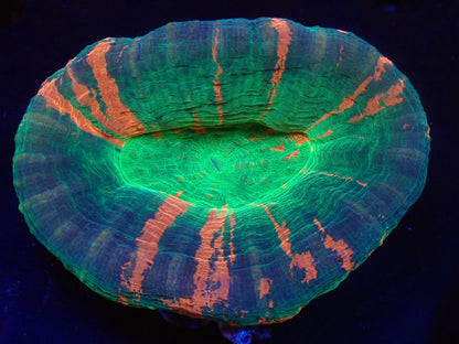 スコリミア（Unique）