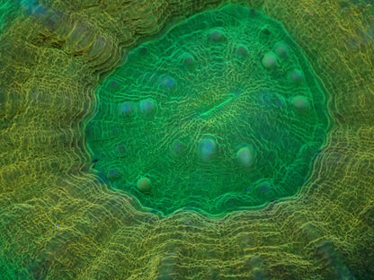 スコリミア（Hi-end Rere)02