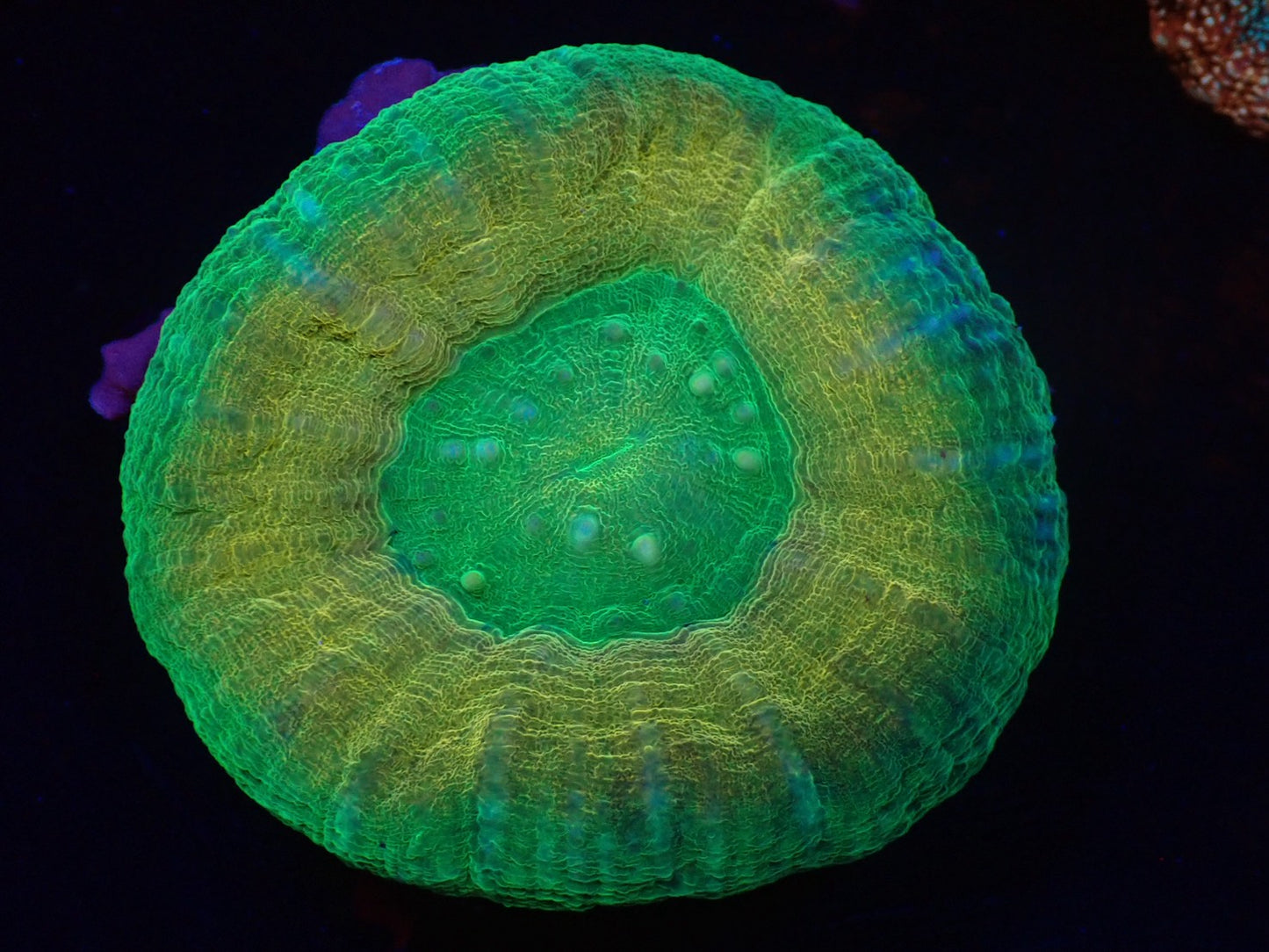 スコリミア（Hi-end Rere)02