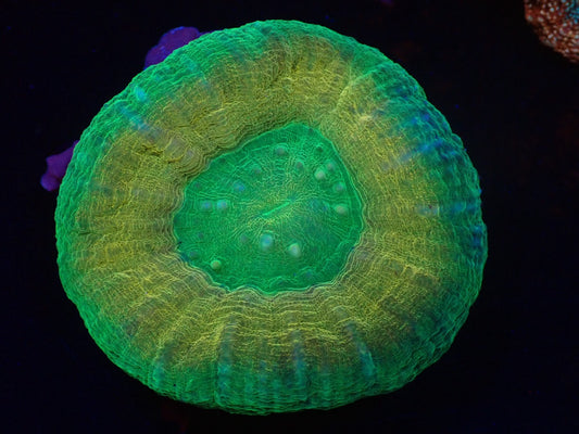 スコリミア（Hi-end Rere)02