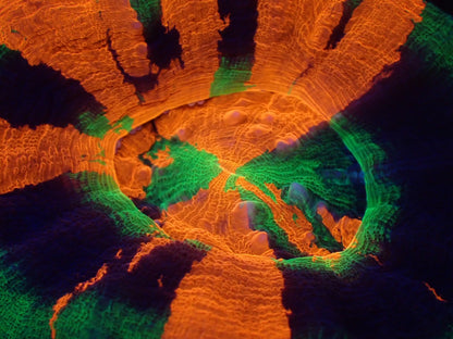 スコリミア（Master）