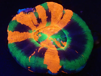 スコリミア（Master）