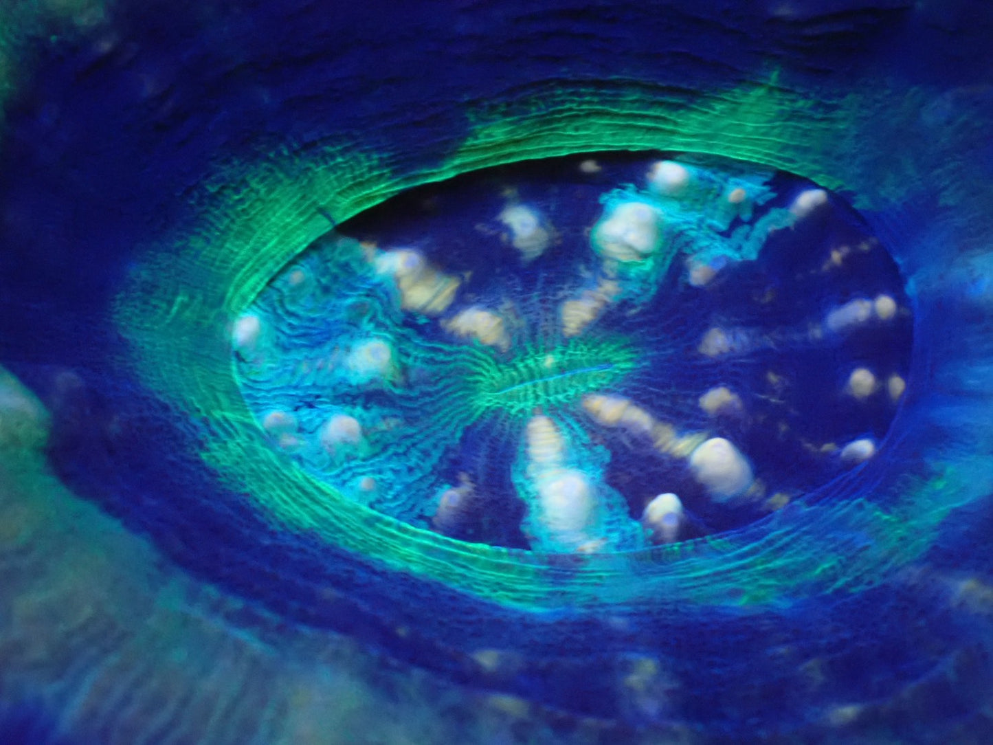 スコリミア（UFO)03