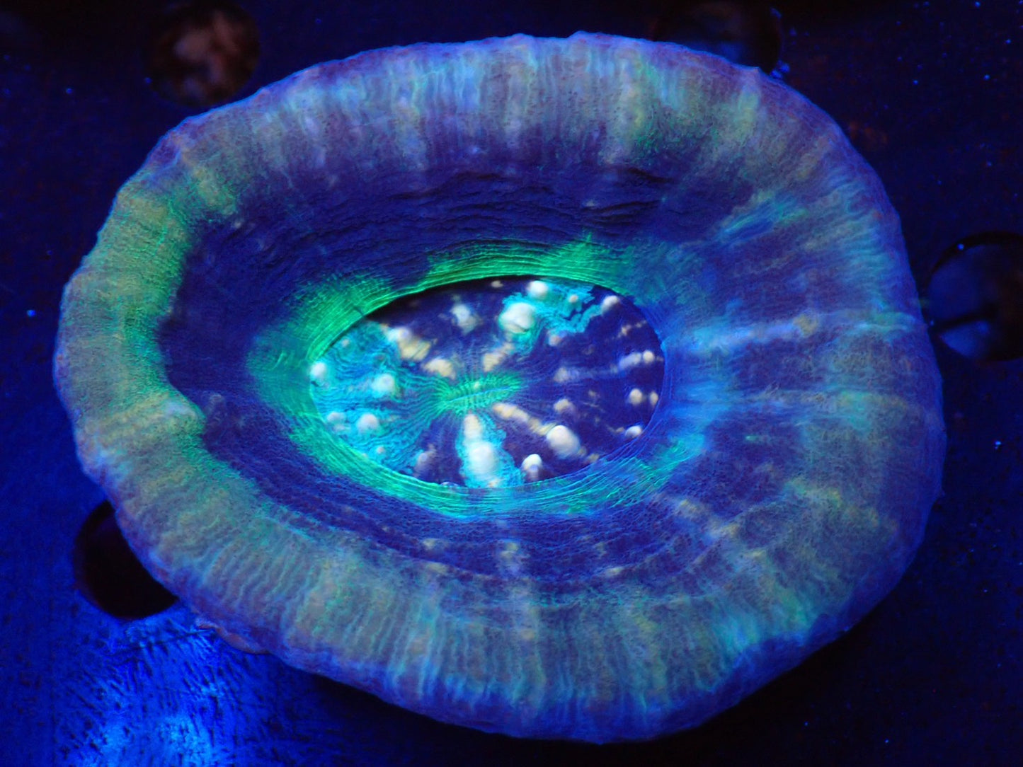 スコリミア（UFO)03