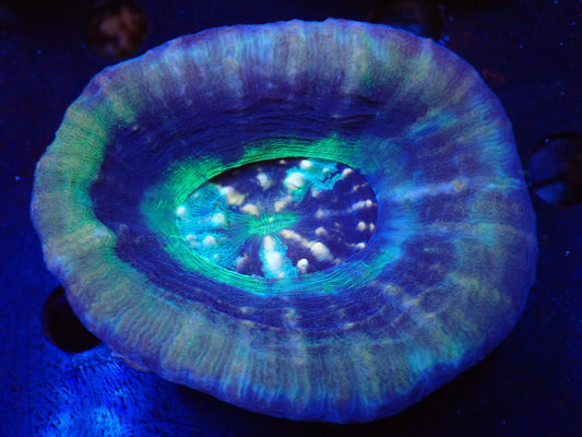 スコリミア（UFO)03