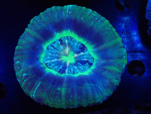 スコリミア（UFO)02