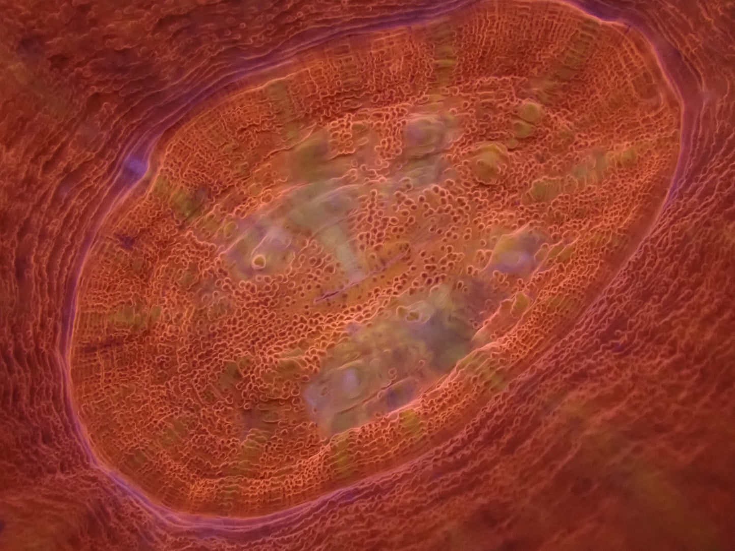 スコリミア（Red）