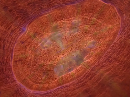 スコリミア（Red）