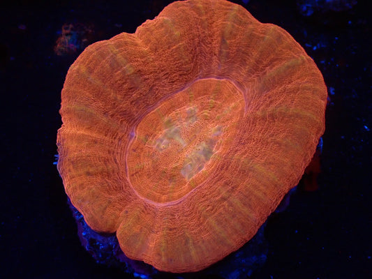 スコリミア（Red）