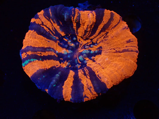 スコリミア（War Paint）01