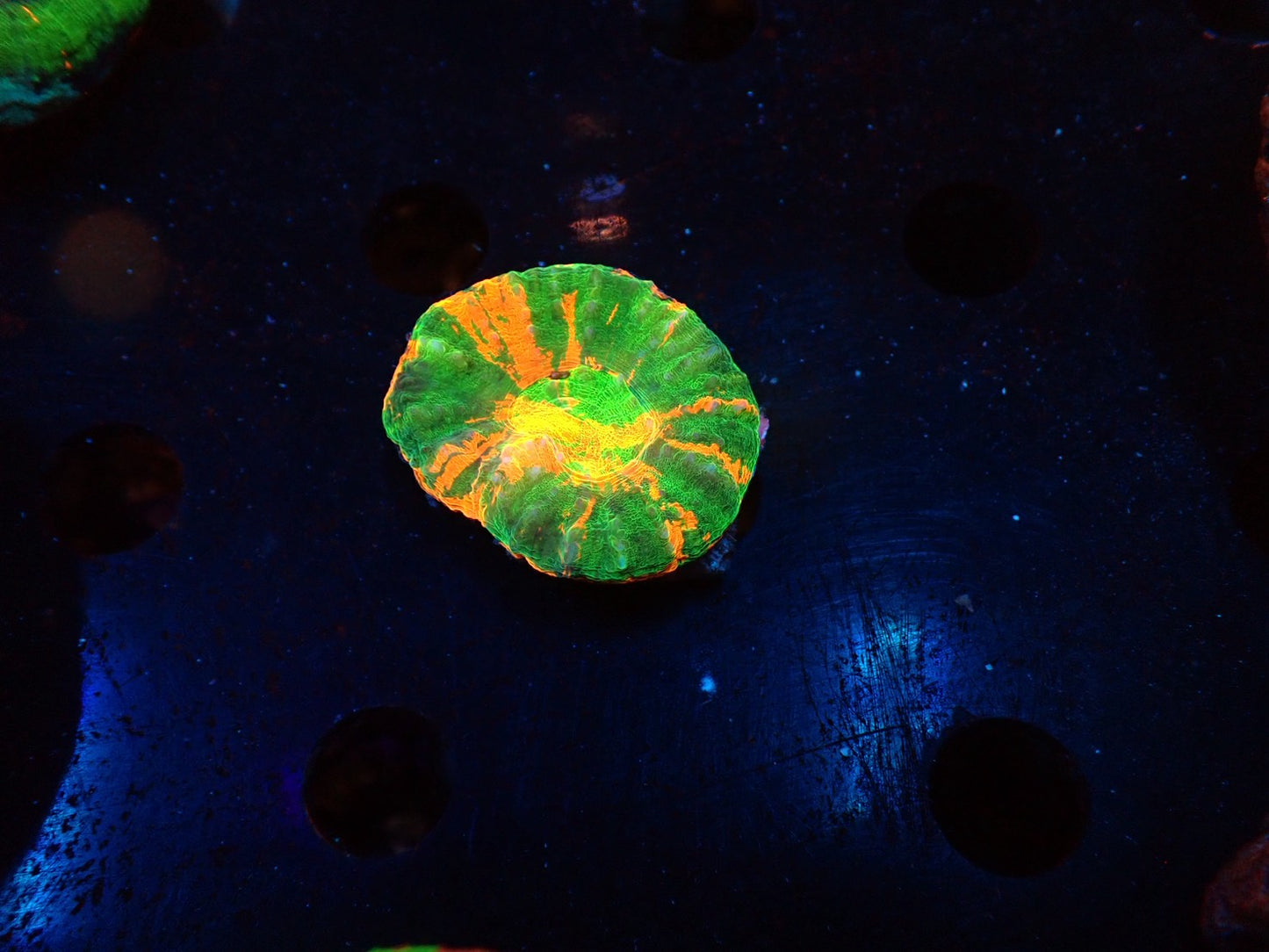 スコリミア（Hi-end Rere)01