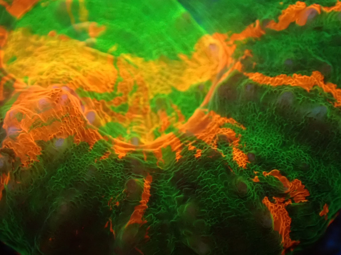 スコリミア（Hi-end Rere)01