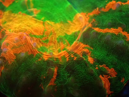 スコリミア（Hi-end Rere)01