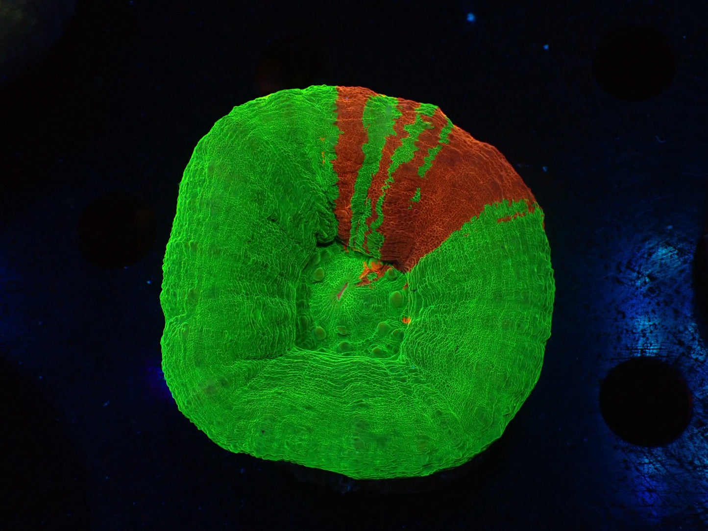 スコリミア（Ｂleeding apple）