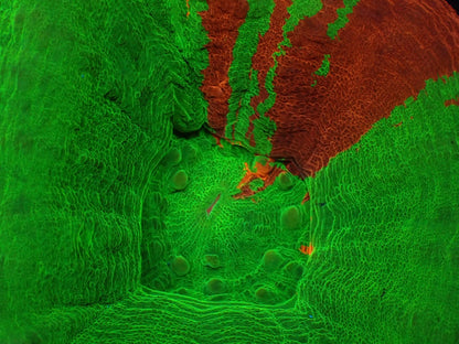 スコリミア（Ｂleeding apple）