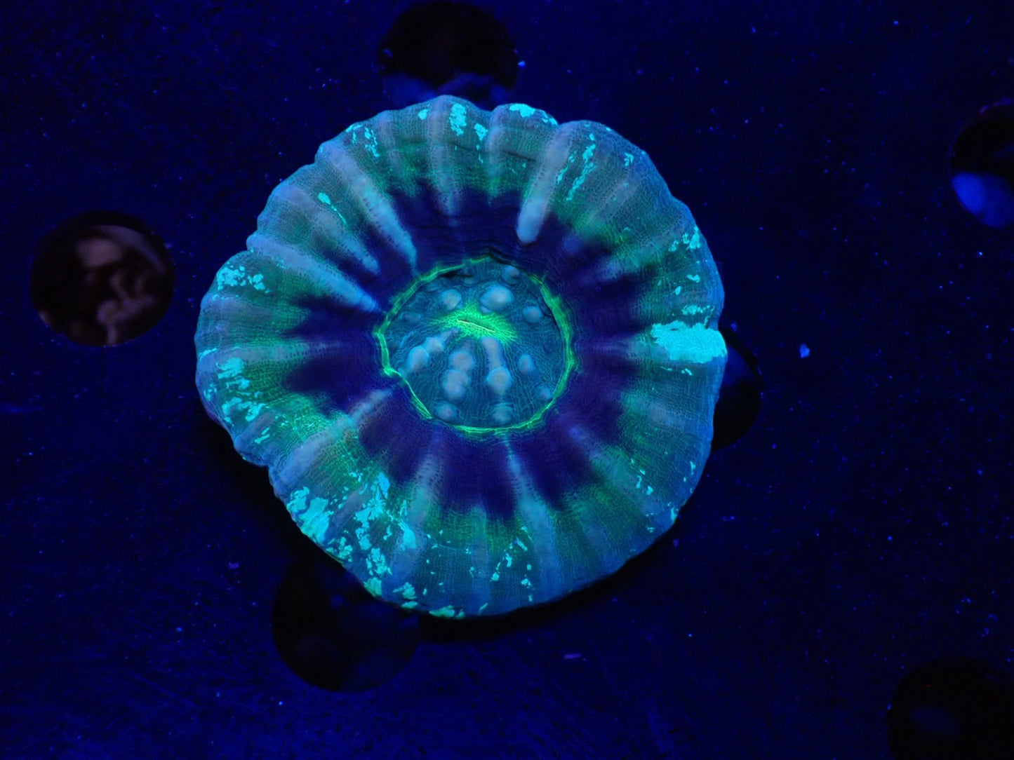 スコリミア（UFO)01