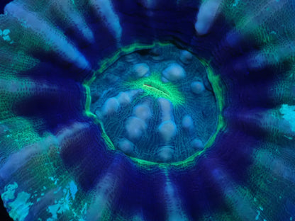 スコリミア（UFO)01