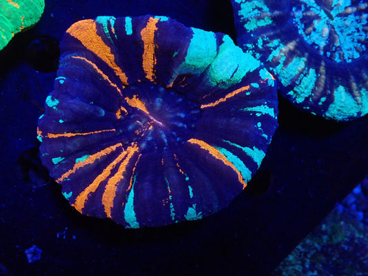 スコリミア（War Paint）03