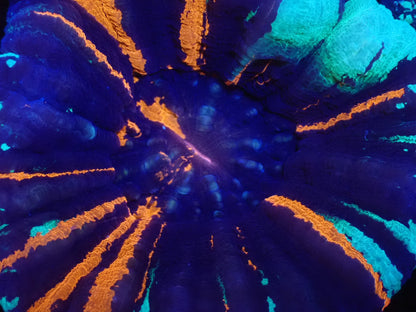 スコリミア（War Paint）03