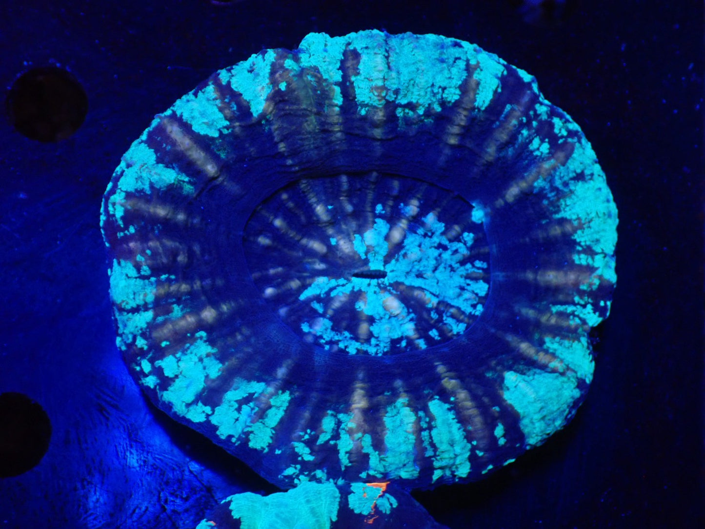 スコリミア（Unique　UFO）