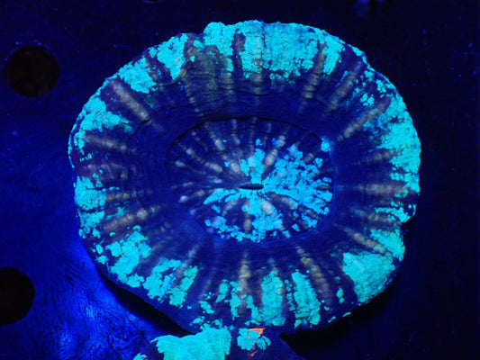 スコリミア（Unique　UFO）