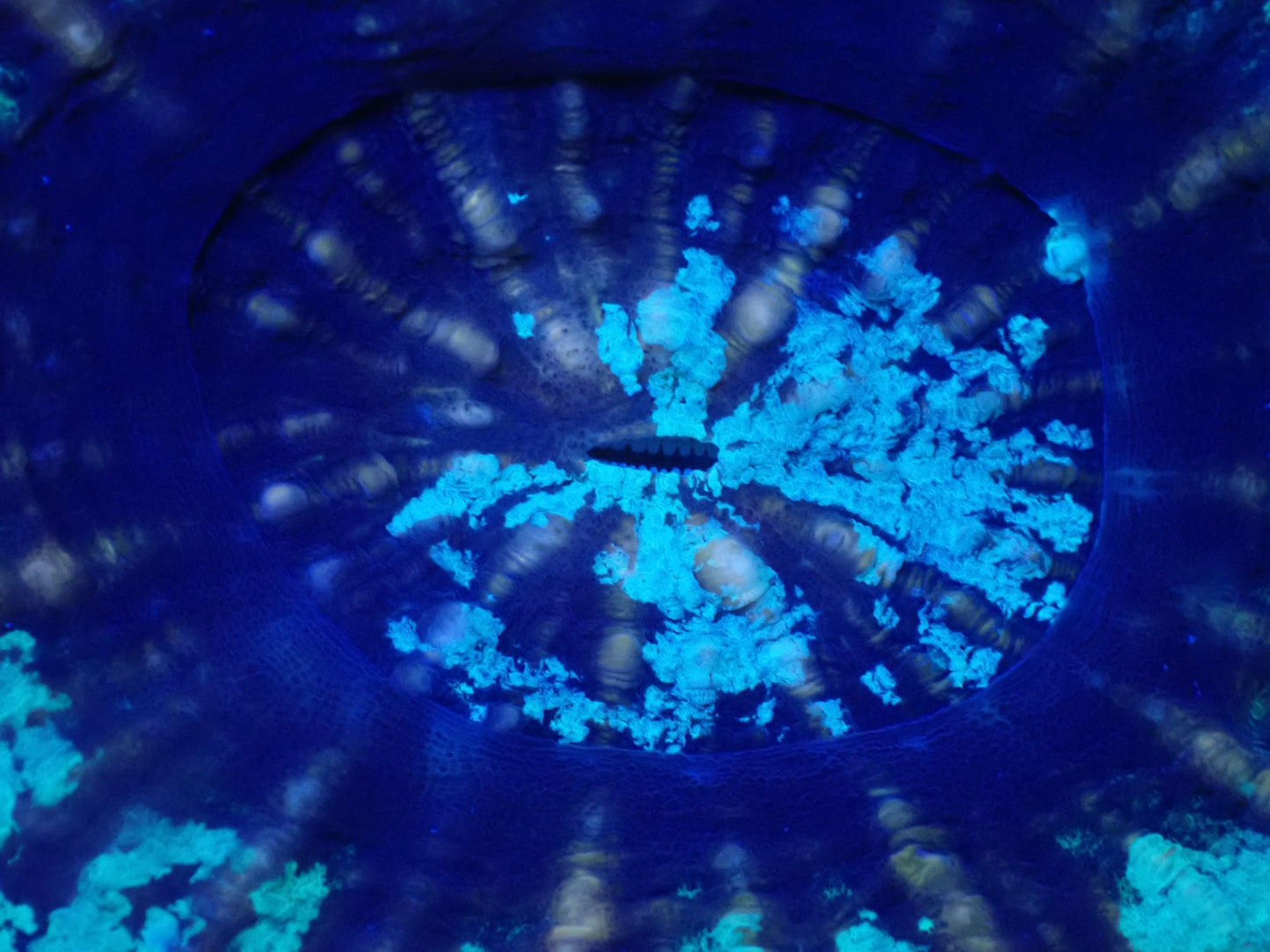 スコリミア（Unique　UFO）