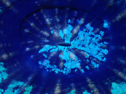 スコリミア（Unique　UFO）