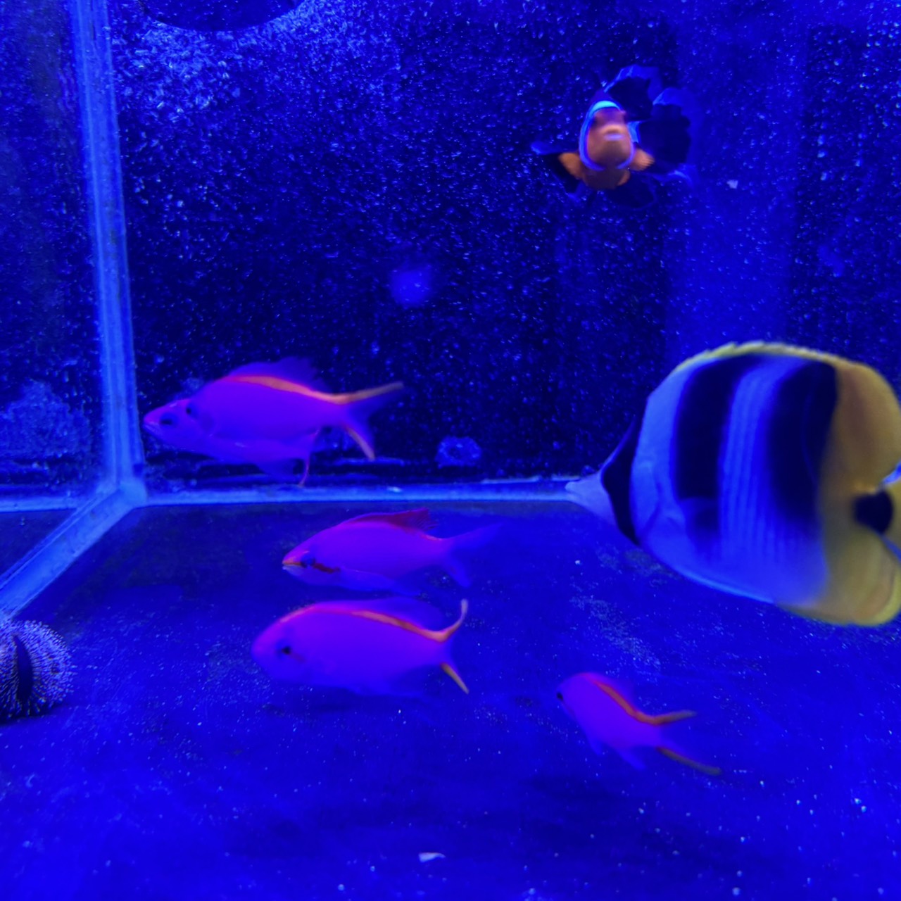 パープルクィーン