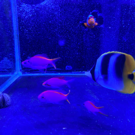 パープルクィーン