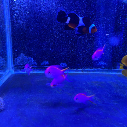 パープルクィーン