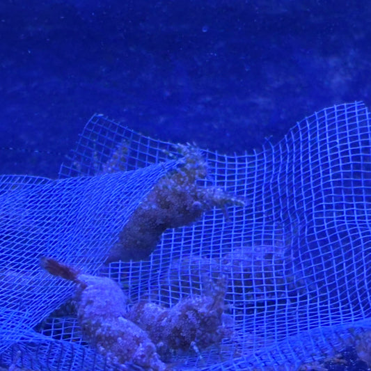 フシウデサンゴモエビ