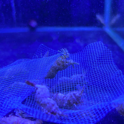 フシウデサンゴモエビ