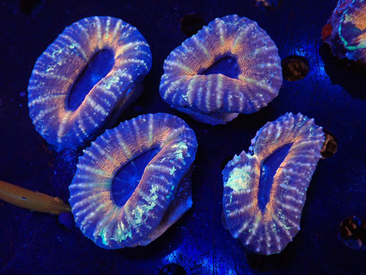 ハナガタサンゴ01