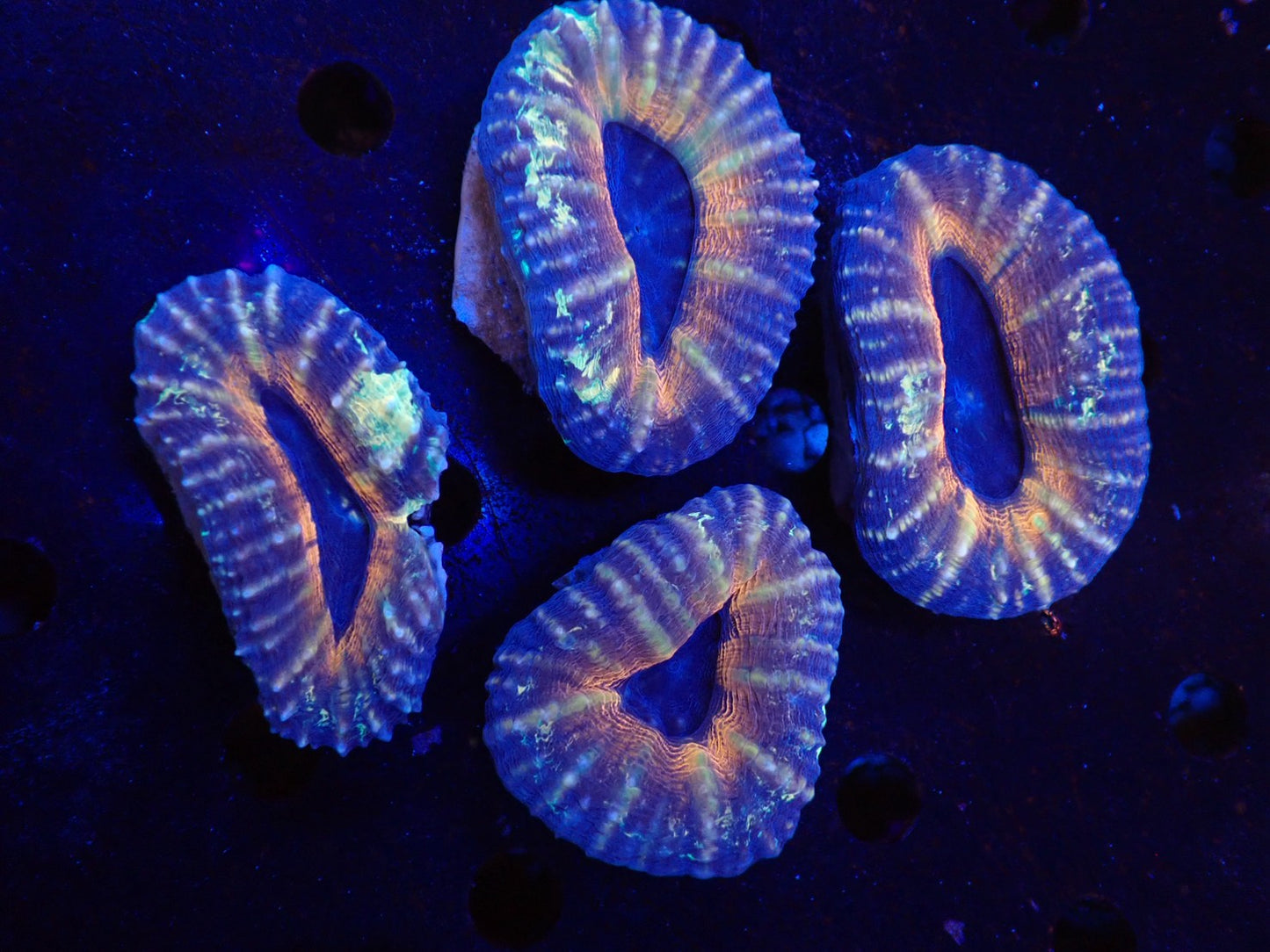 ハナガタサンゴ01