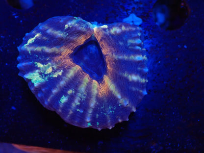 ハナガタサンゴ02